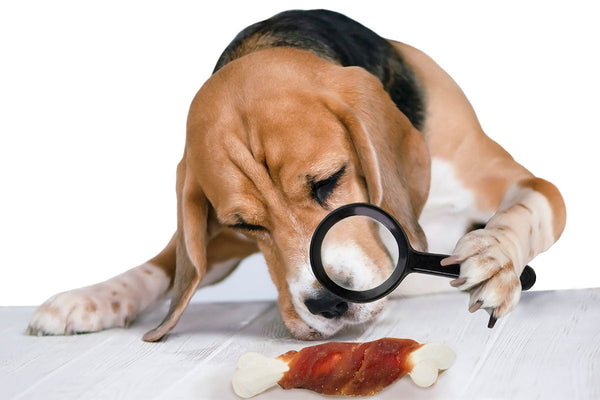 Garlic and Dogs: What the Science Really Says