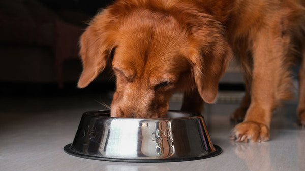 Why Is Garlic in Dog Food at All? A Functional Perspective